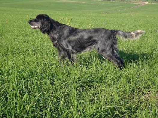 TR. CH. Fan du Clos Maldav - CACIT