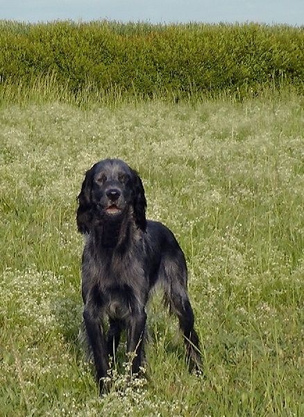 TR. CH. Farouk du Clos Maldav - CACT CACIT