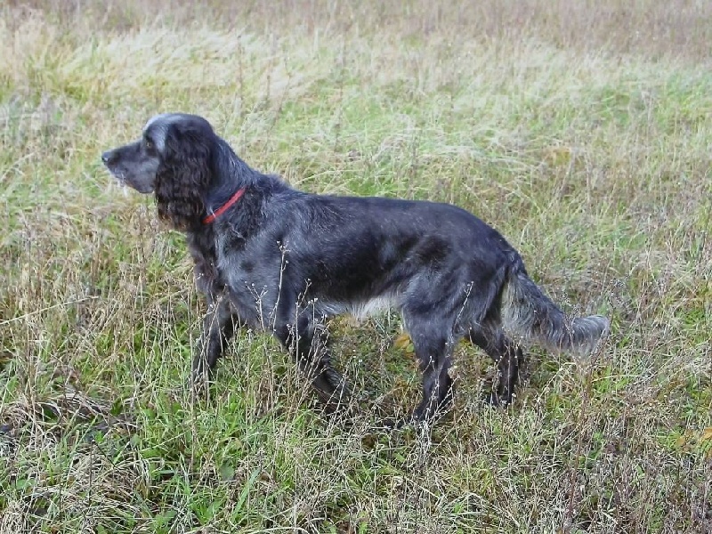 TR. CH. Farouk du Clos Maldav - 3ème Excellent