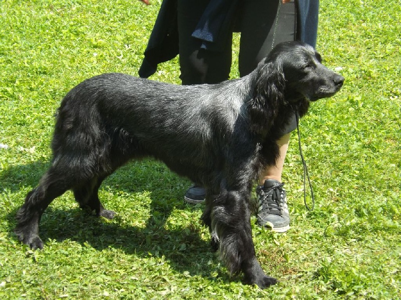 TR. CH. Fan du Clos Maldav - 1ère Excellent classe champion femelle - meilleure de sexe opposée