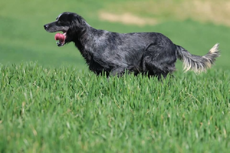 TR. CH. Fan du Clos Maldav - 3 eme Excellent