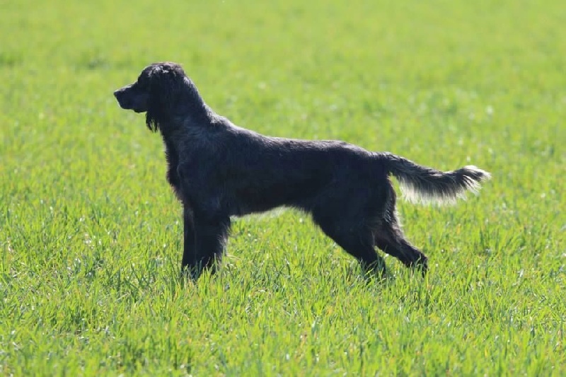 TR. CH. Fan du Clos Maldav - 3 eme excellent