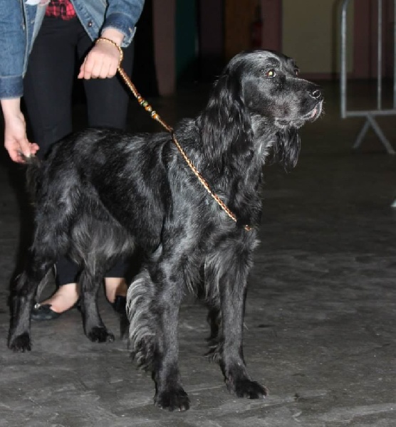 TR. CH. Fan du Clos Maldav - CACS