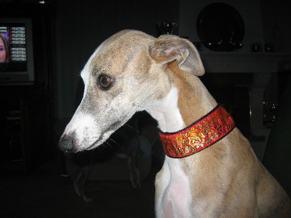 Ushana Du Clos Des Sylphides