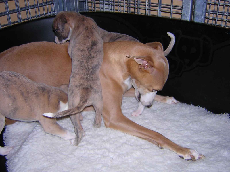 Ushana Du Clos Des Sylphides