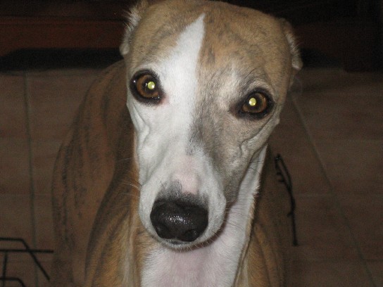 Ushana Du Clos Des Sylphides