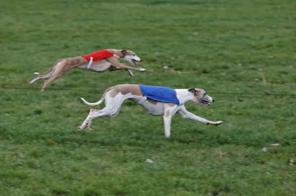 Ushana Du Clos Des Sylphides