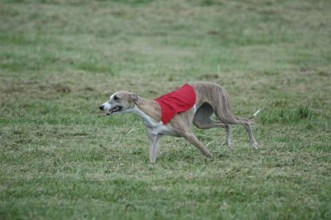 Ushana Du Clos Des Sylphides