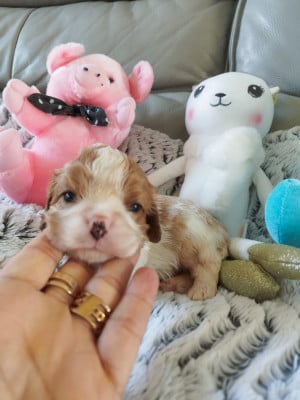 Les chiots de Cavalier King Charles Spaniel