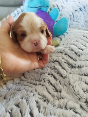 Les chiots de Cavalier King Charles Spaniel