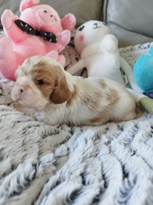 Les chiots de Cavalier King Charles Spaniel