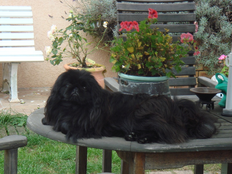 Blue berry Des sables des cotilles