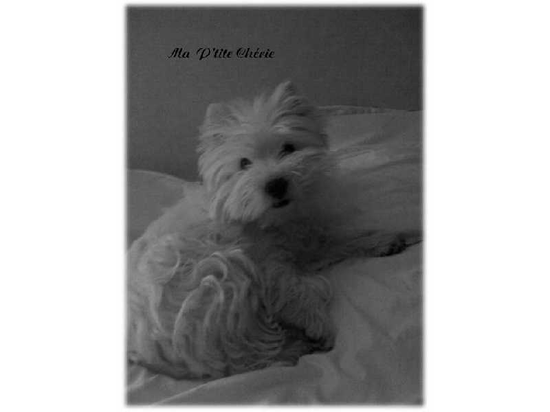 Publication : de Biguinine Auteur : Biguinine