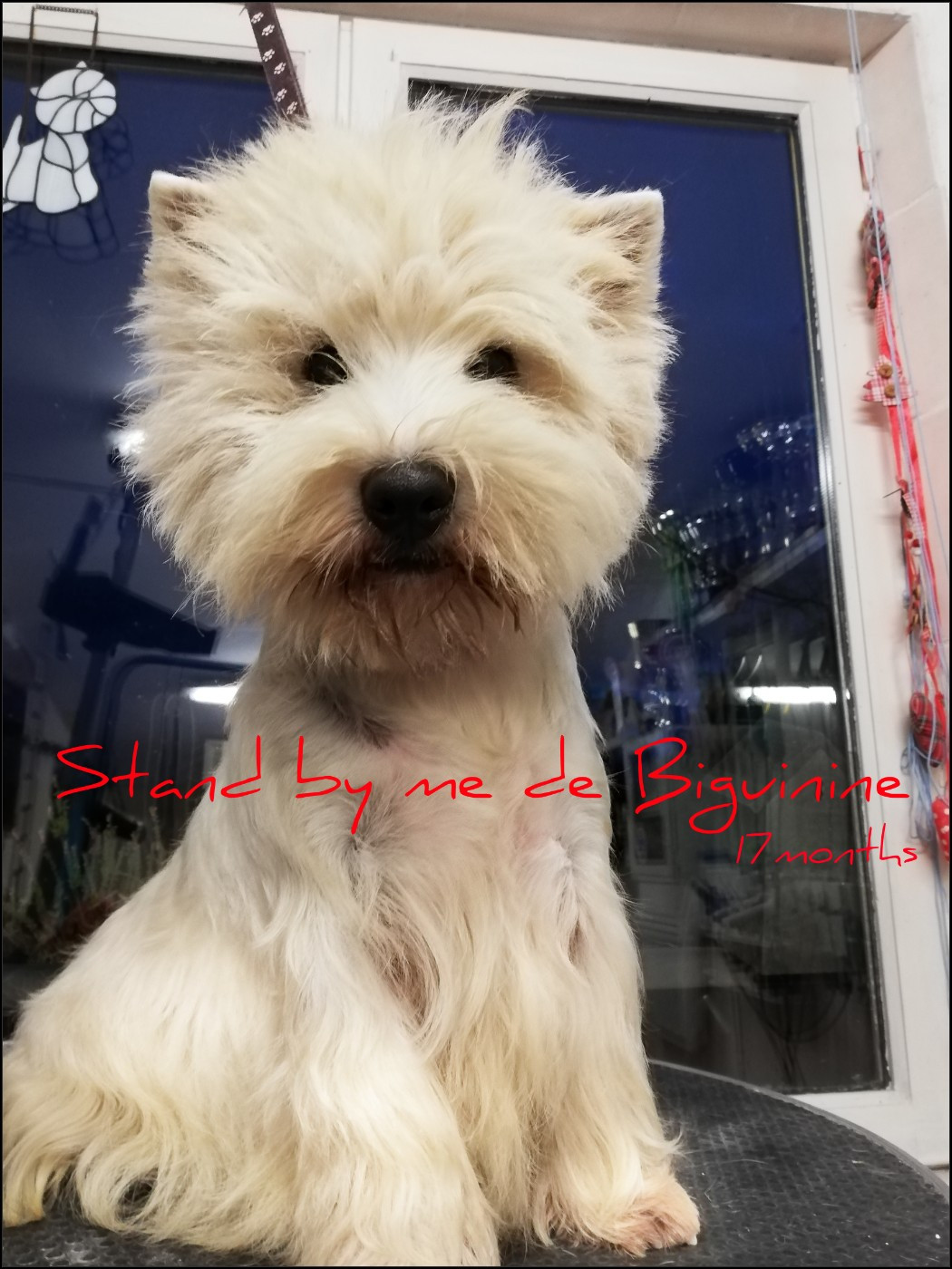 Publication : de Biguinine Auteur : Biguinine