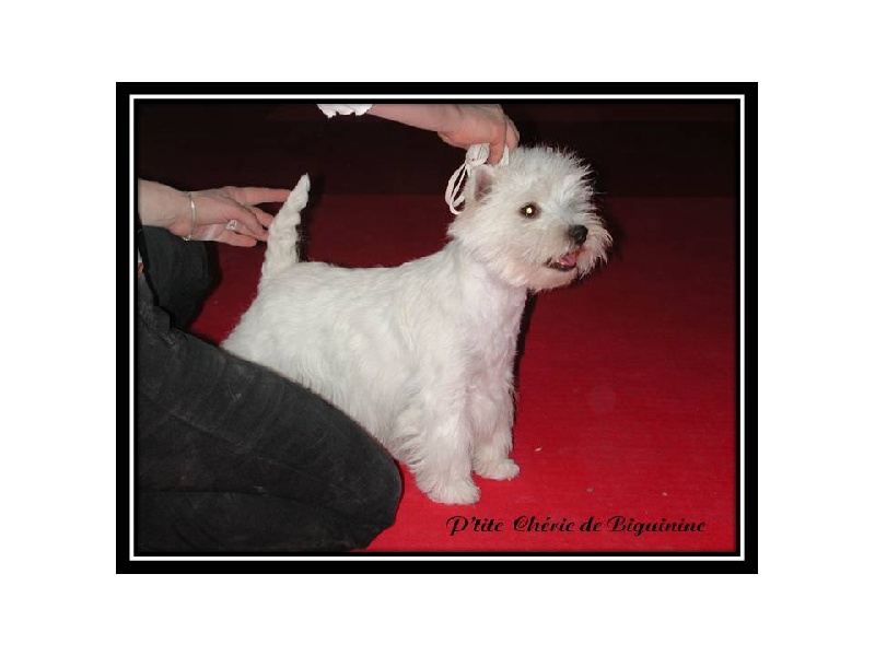 Publication : de Biguinine Auteur : Biguinine