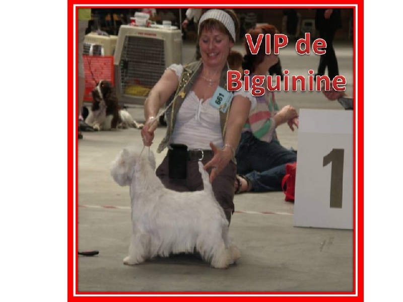 CH. V i p de Biguinine