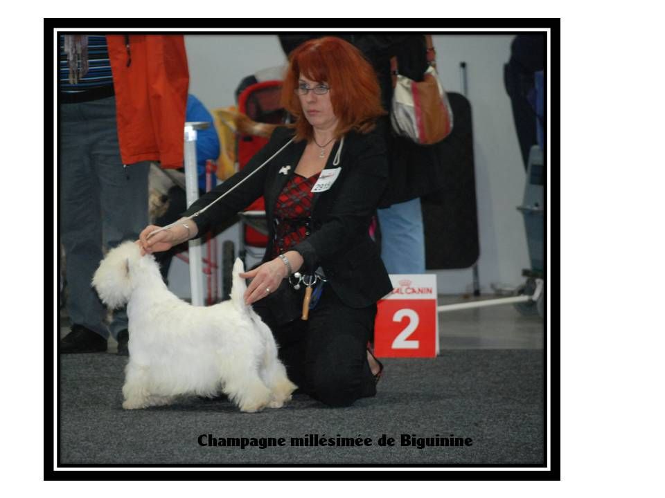 Publication : de Biguinine Auteur : François Picquot