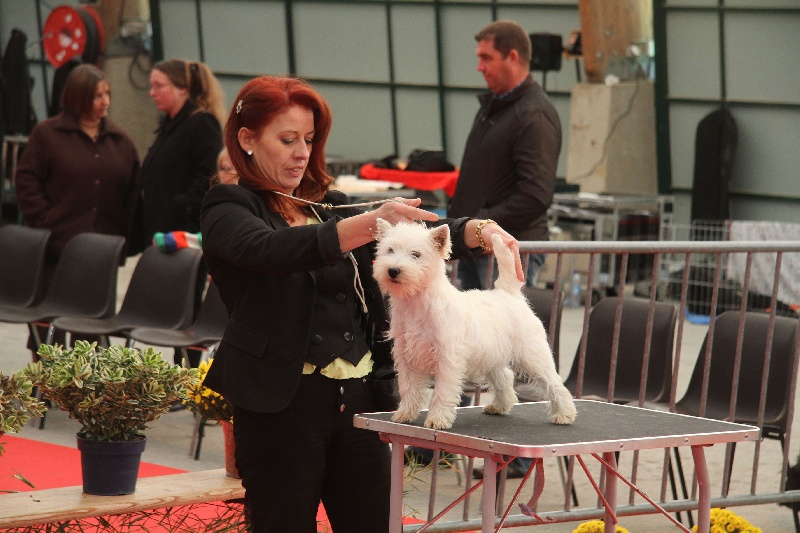 Publication : de Biguinine Auteur : clan Hamilton