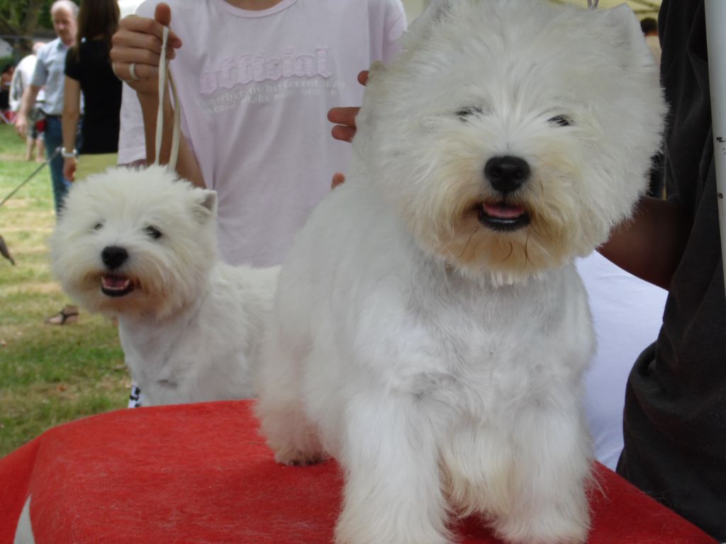 Publication : de Biguinine Auteur : François Picquot