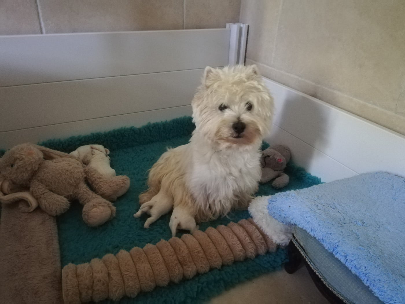 Chiot N°5 - West Highland White Terrier