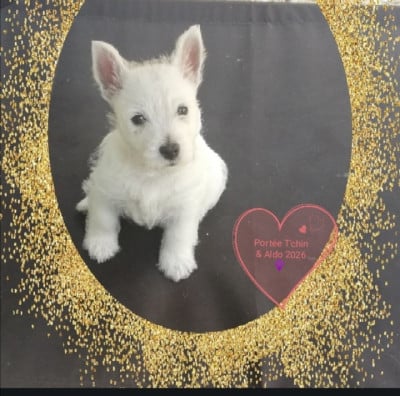 Les chiots de West Highland White Terrier