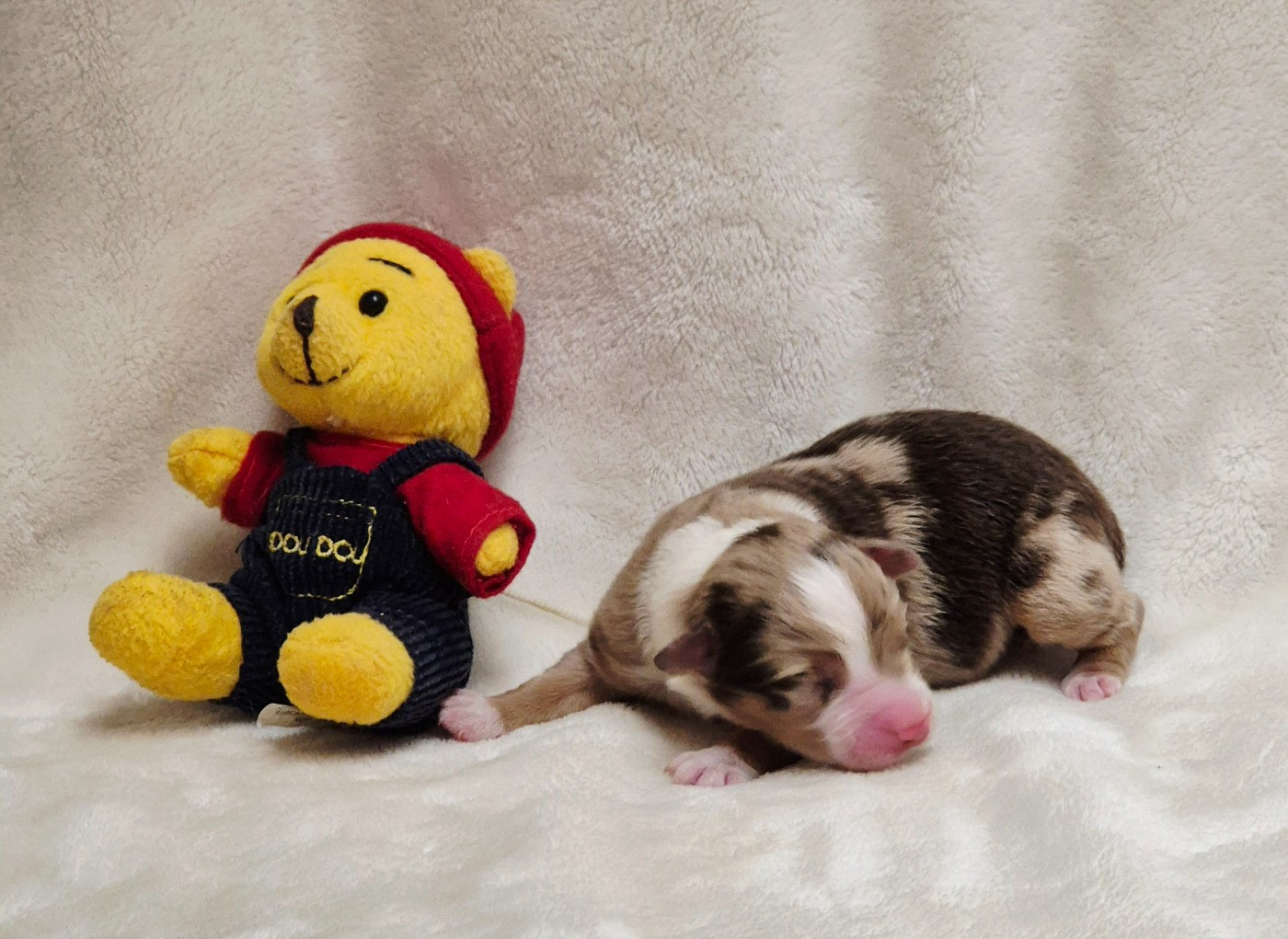 Berger Américain Miniature  - Du Clos De Seawind