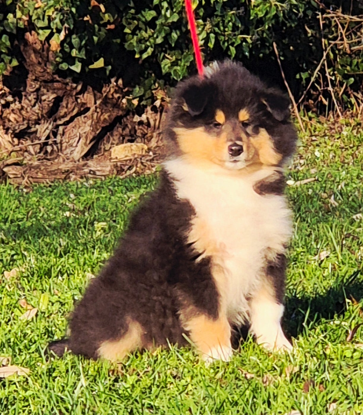 Colley à poil long - Du Clos De Seawind