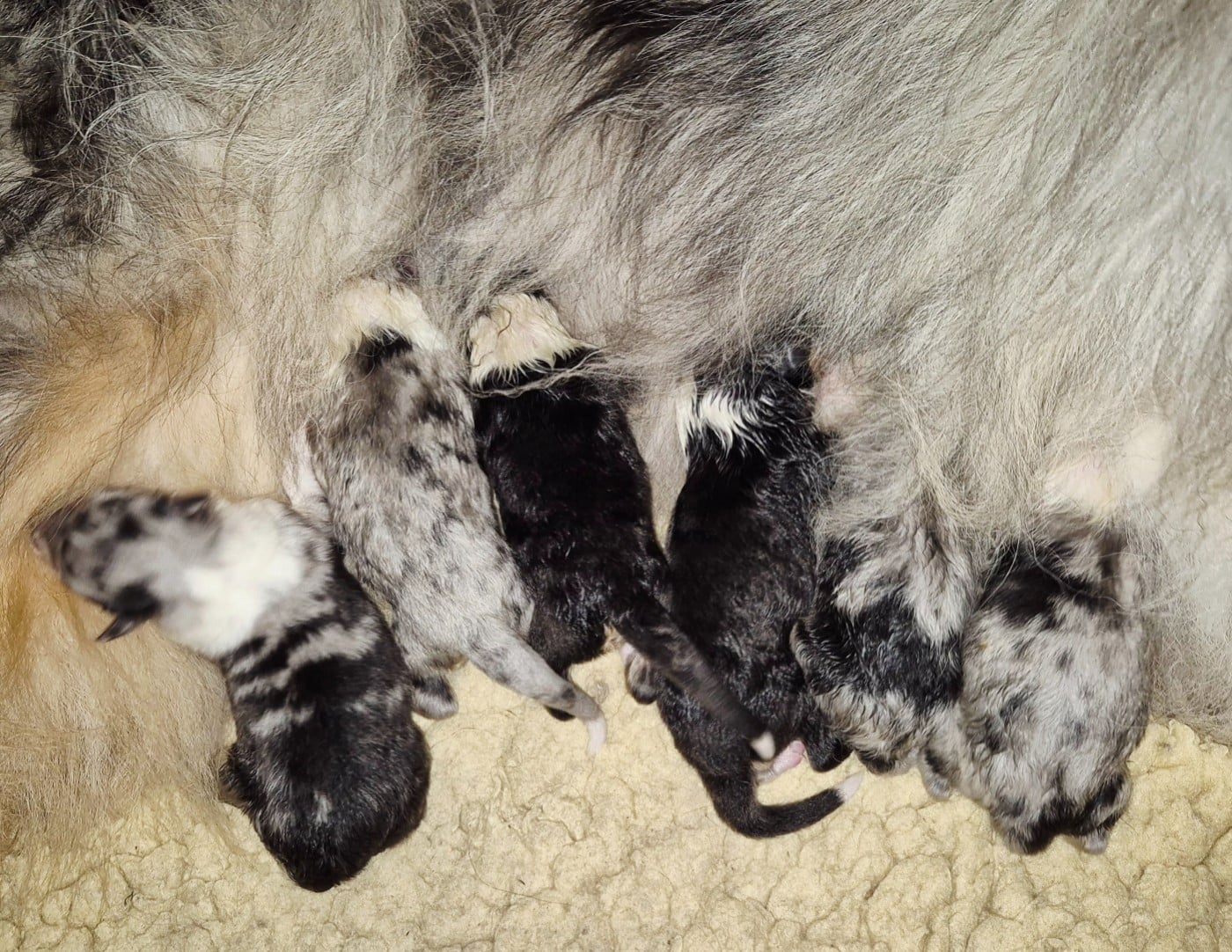 Colley à poil long - Du Clos De Seawind