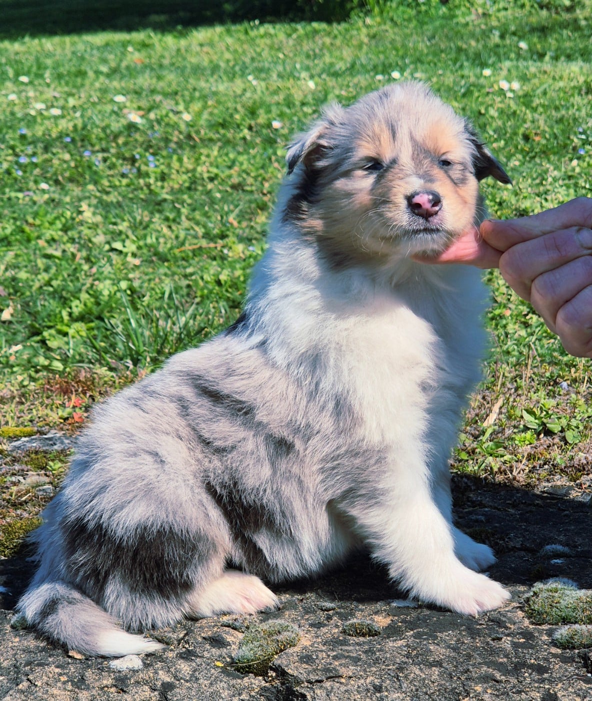 Femelle bleu-merle 1