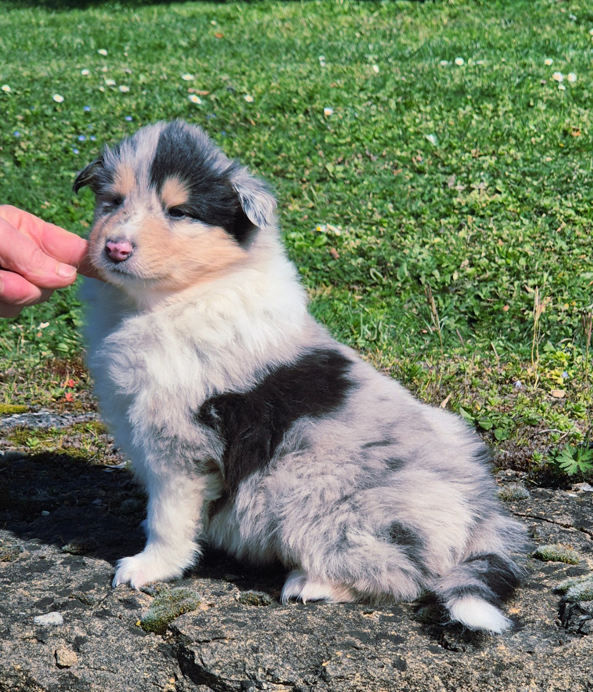 Femelle bleu-merle 3