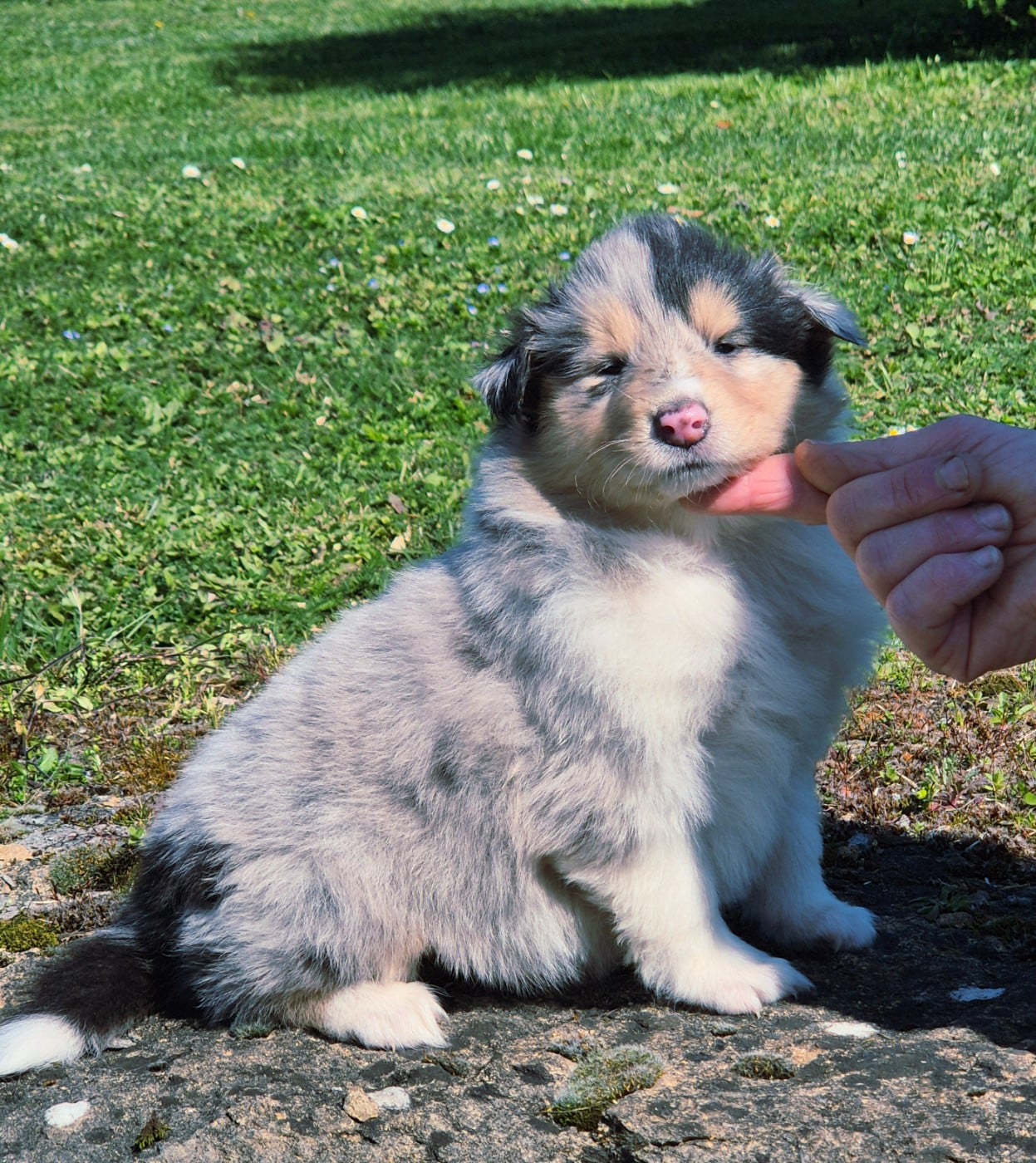 Femelle bleu-merle 3