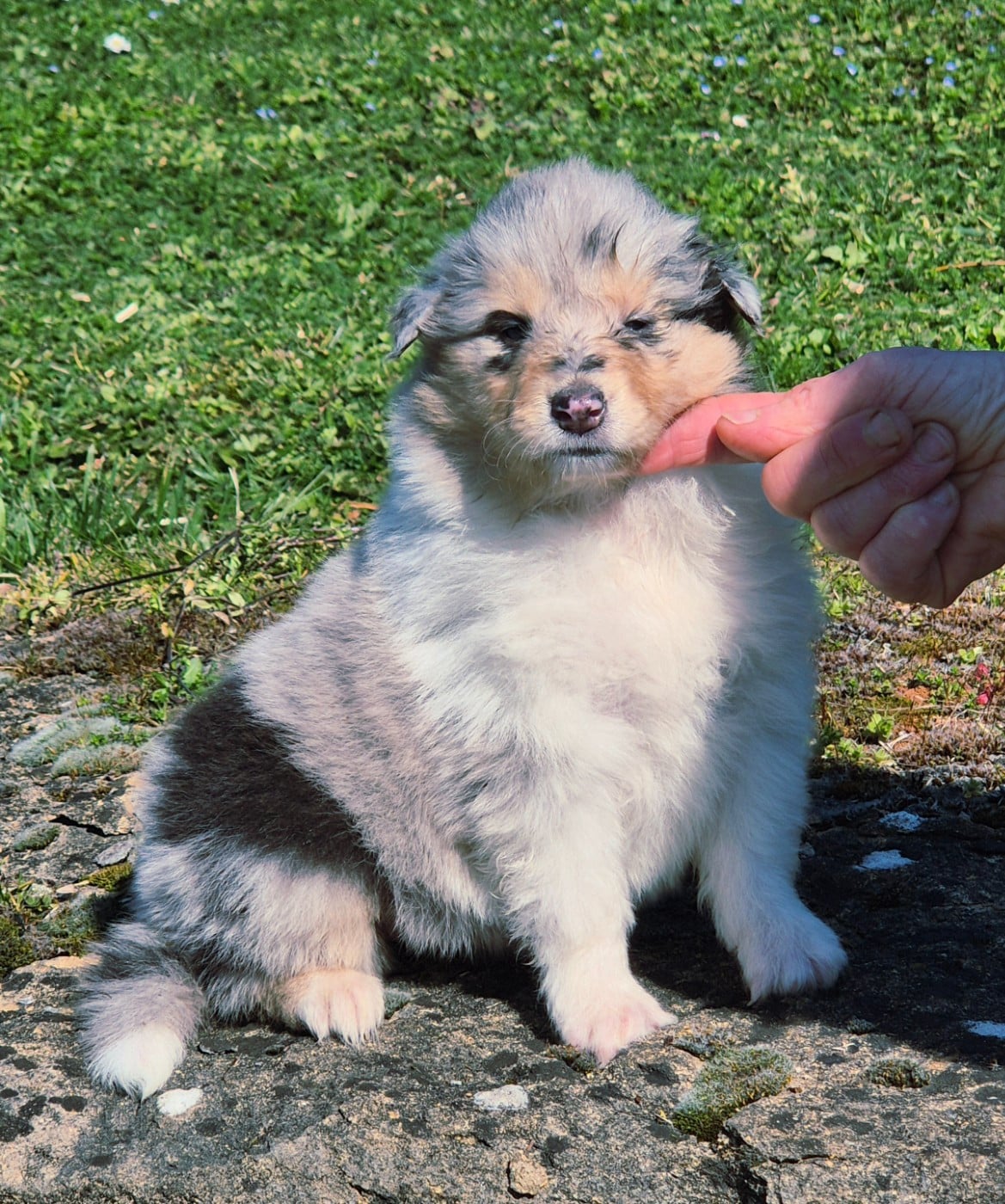 Femelle bleu-merle 2