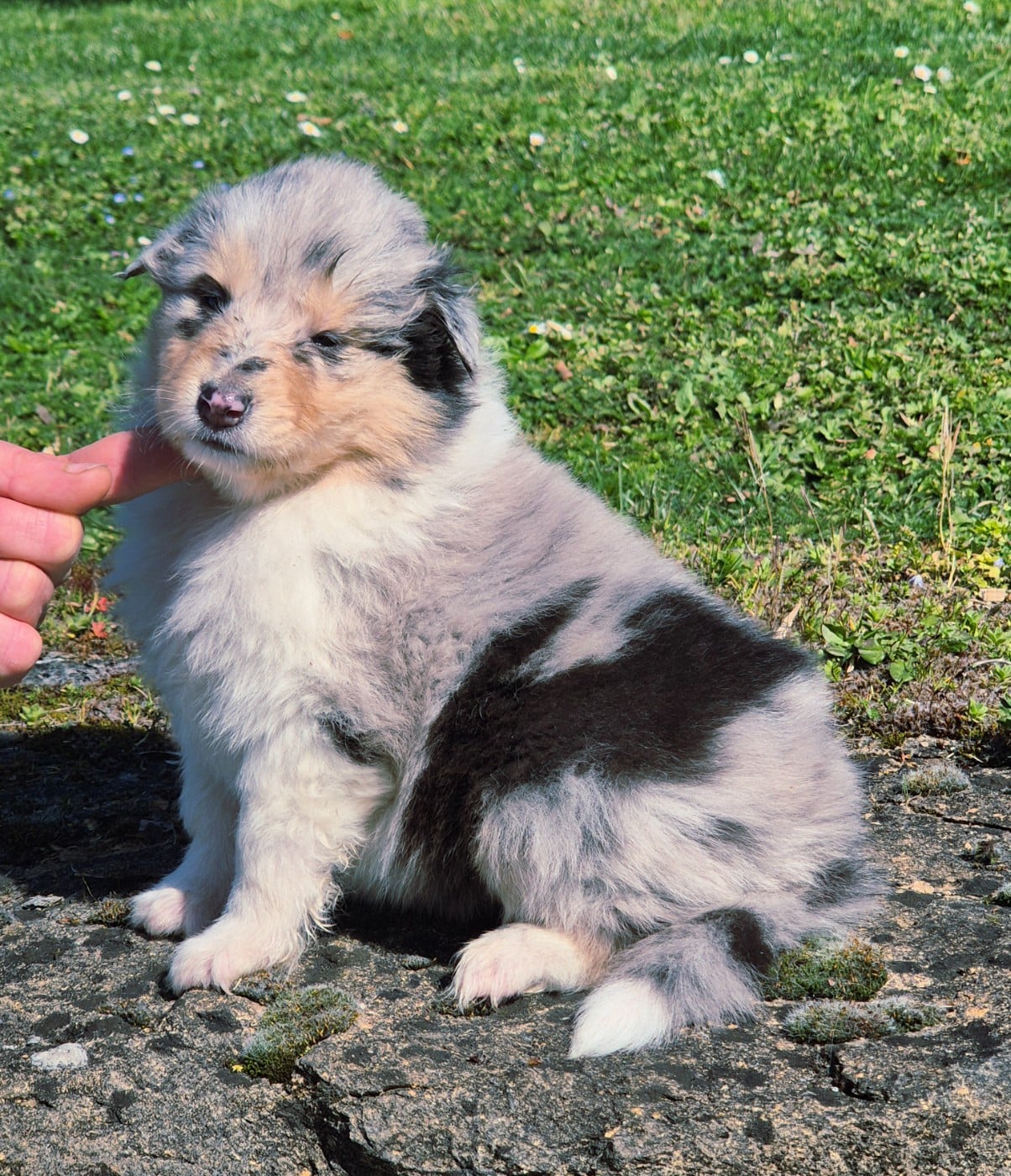 Femelle bleu-merle 2