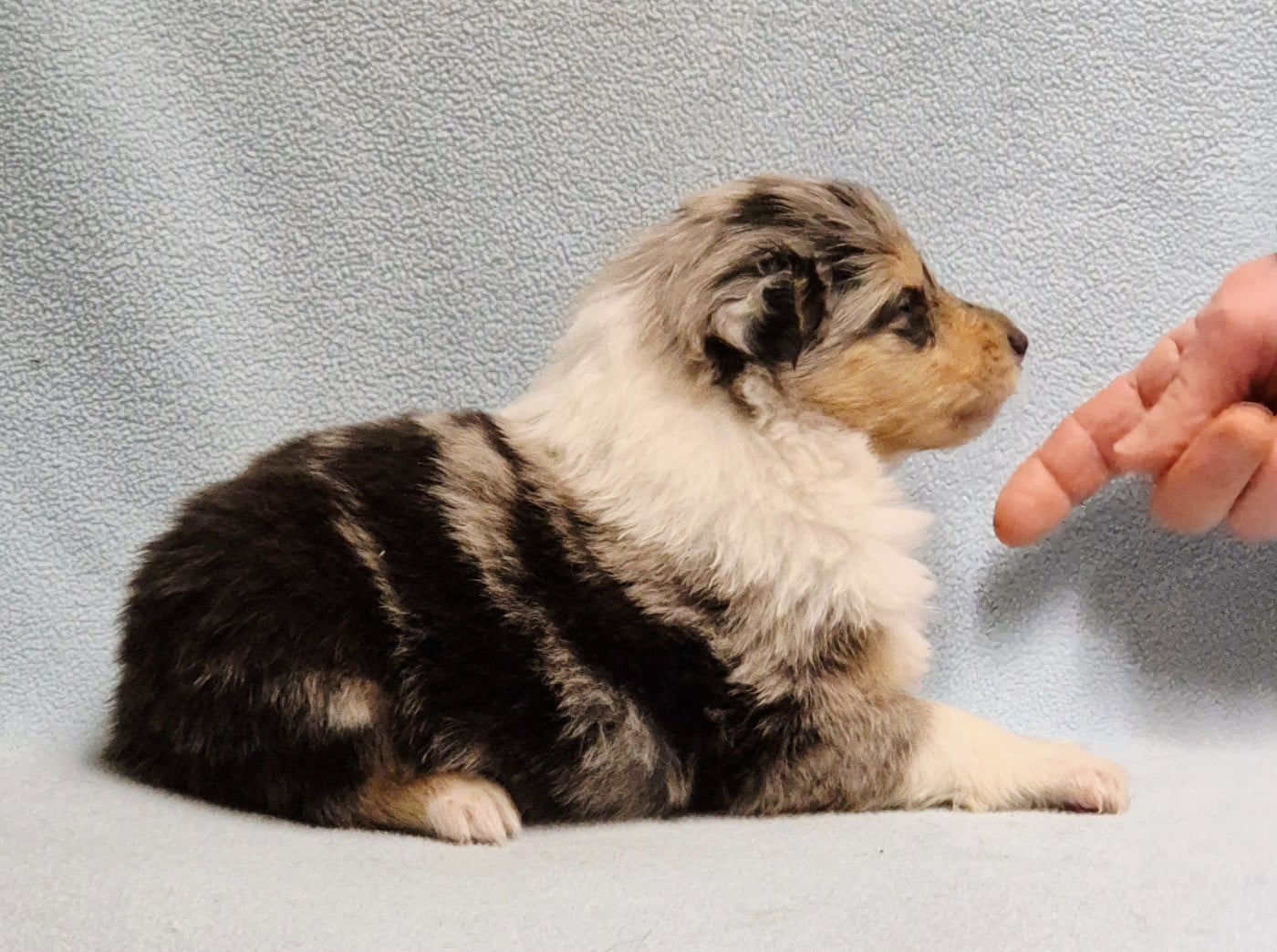 Femelle bleu-merle 4