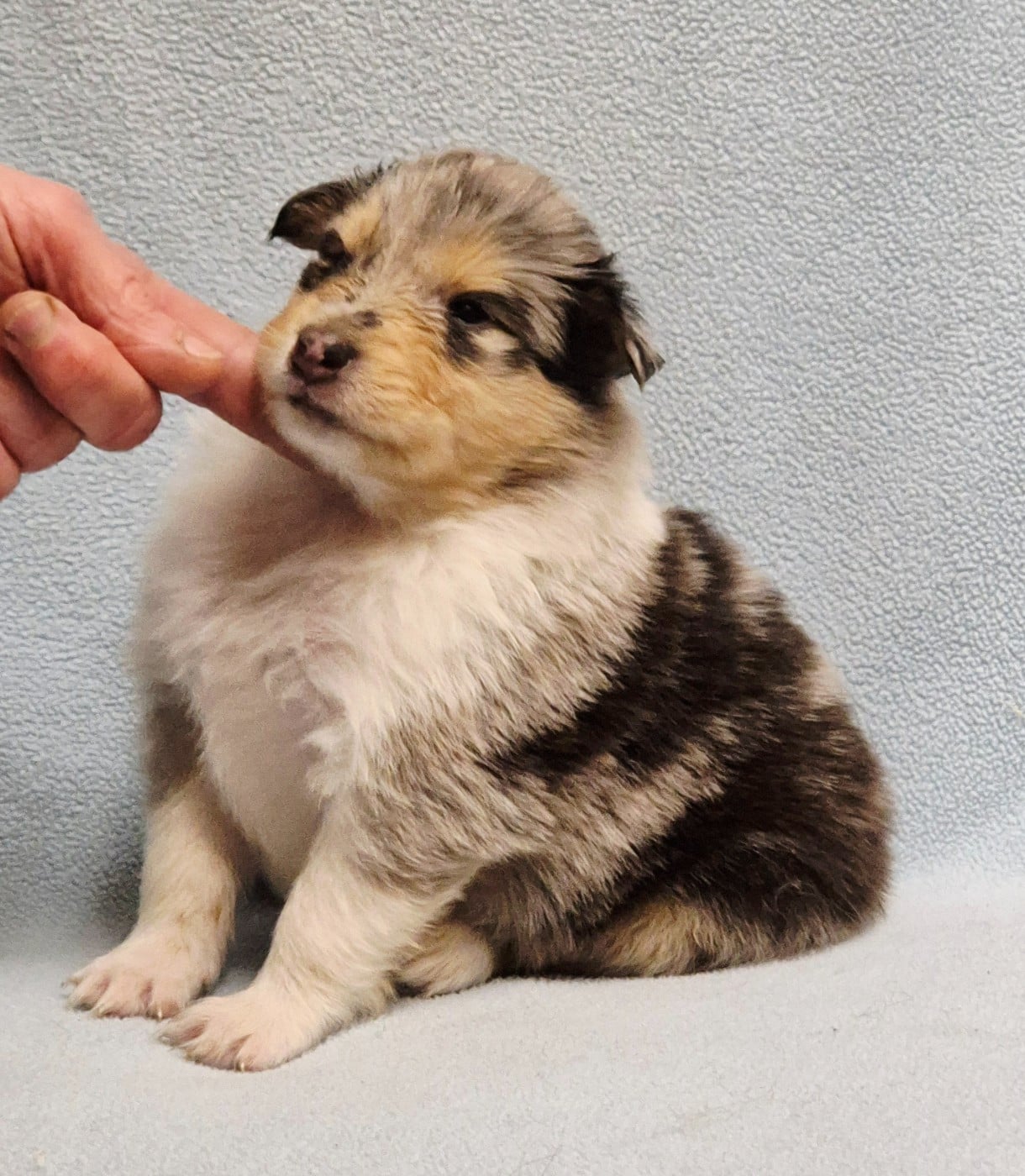 Femelle bleu-merle 4