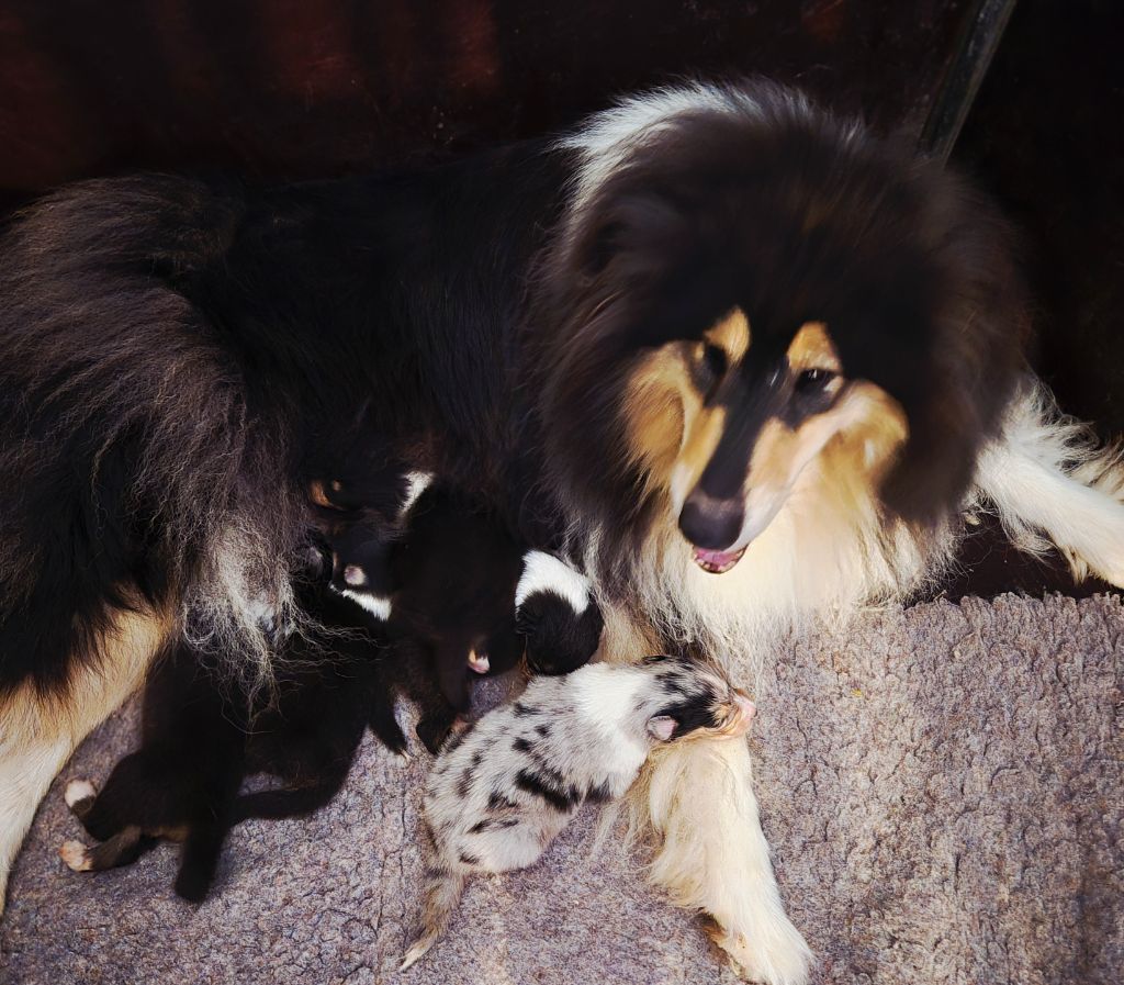 Colley à poil long - Du Clos De Seawind