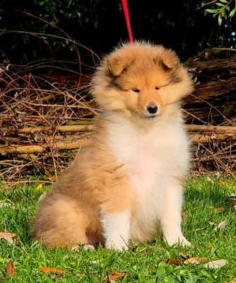 Les chiots de Colley à poil long