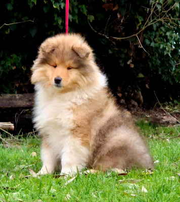 Les chiots de Colley à poil long