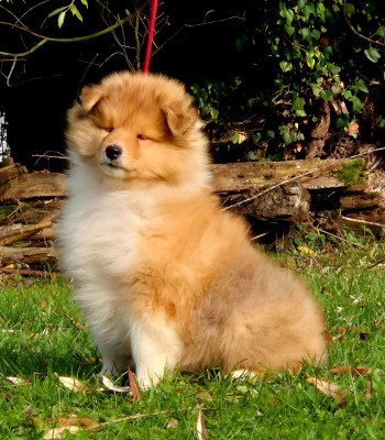 Les chiots de Colley à poil long