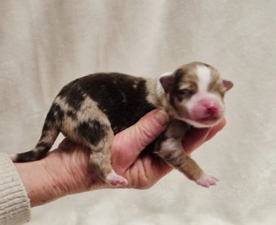 Les chiots de Berger Américain Miniature 