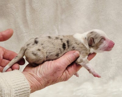 Mâle rouge merle 2 - Berger Américain Miniature 