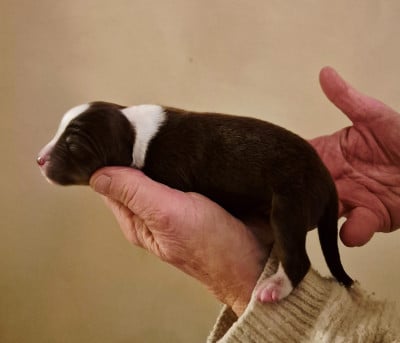 Mâle rouge tricolore - Berger Américain Miniature 