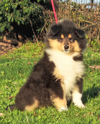 Les chiots de Colley à poil long
