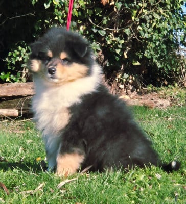 Les chiots de Colley à poil long