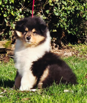 Les chiots de Colley à poil long