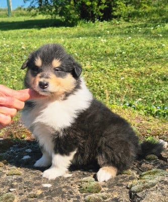 Les chiots de Colley à poil long