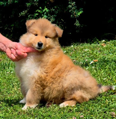 Les chiots de Colley à poil long