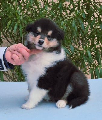 Les chiots de Colley à poil long