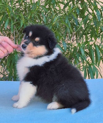 Les chiots de Colley à poil long