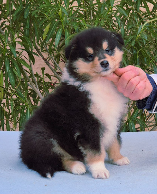 Les chiots de Colley à poil long